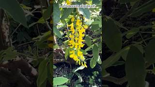 Laburnum alpinum #laburnum #fabaceae #flowers #garden #perennial #plants #shrubs #alpinegarden