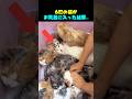 6匹の猫が お風呂に入った結果…