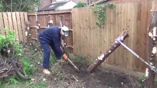 How to remove leylandii hedge using a winch