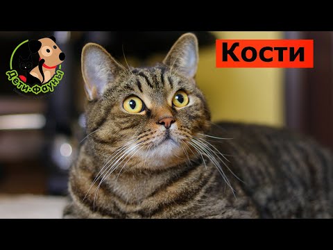 Можно ли давать кости кошке?