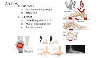 Skeletal System PPT -  slide 19
