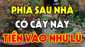 ĐỔI ĐỜI GIÀU SANG Chỉ Sau 3 Đêm Nhờ Trồng Cây Phong Thủy Này Sau Nhà, Tiền Vàng Ùn Ùn Kéo Về