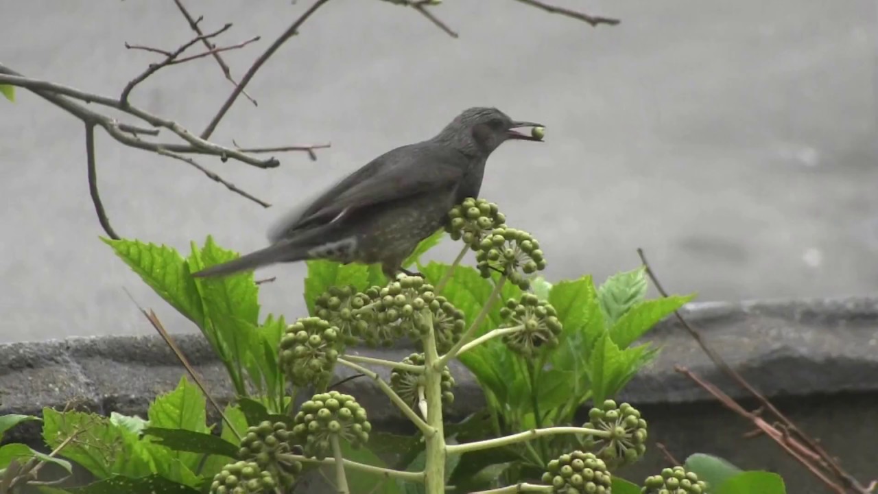 ヤツデの実を食べるヒヨドリ Brown Eared Bulbul Eating Fruits Of A Fatsia Youtube
