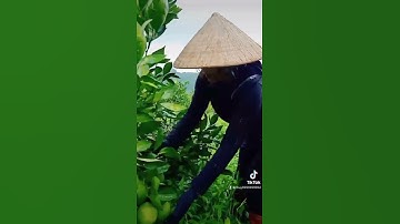 Cam - Hợp tác xã nông nghiệp sạch liên kết Pha Đin