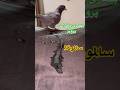 بیماری خطرناک سالمونلا پرویز پسر فانتوم Pigeon شورت کبوتر بلندپرواز 