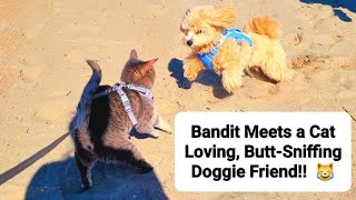 Bandit ❤s the Beach: Finds a Doggie Friend!