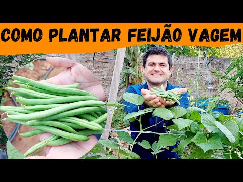 Vídeo: Cultivando Feijão Vara - Como Plantar Feijão Vara