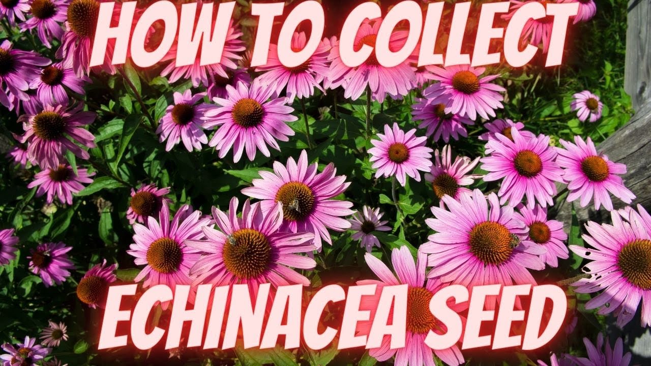 Секрет выращивания радуги эхинацеи совершенно бесплатно! (Лайфхак по сбору семян эхинацеи!)