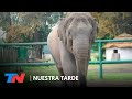 Murió a los 25 años Sharima, la elefanta del Zoo de Luján: "Paseaban gente arriba de su lomo"