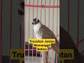 Trucukan Gacor Jantan Memanggil Betina Lawan, Trucukan Bahan Ombyokan Langsung Ikut Nyaut