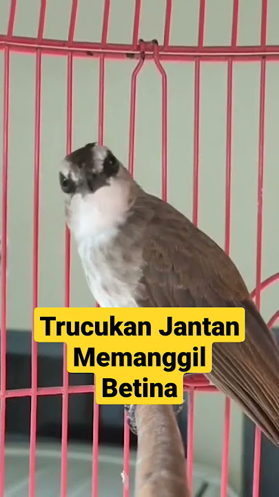 Trucukan Gacor Jantan Memanggil Betina Lawan, Trucukan Bahan Ombyokan Langsung Ikut Nyaut