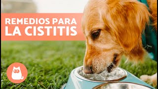 REMEDIOS CASEROS para la INFECCIÓN URINARIA en PERROS ✅