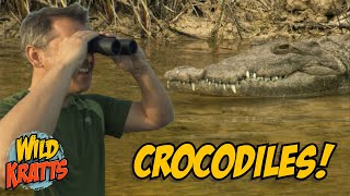Crocodile Creature Adventure in Florida! | Wild Kratts 