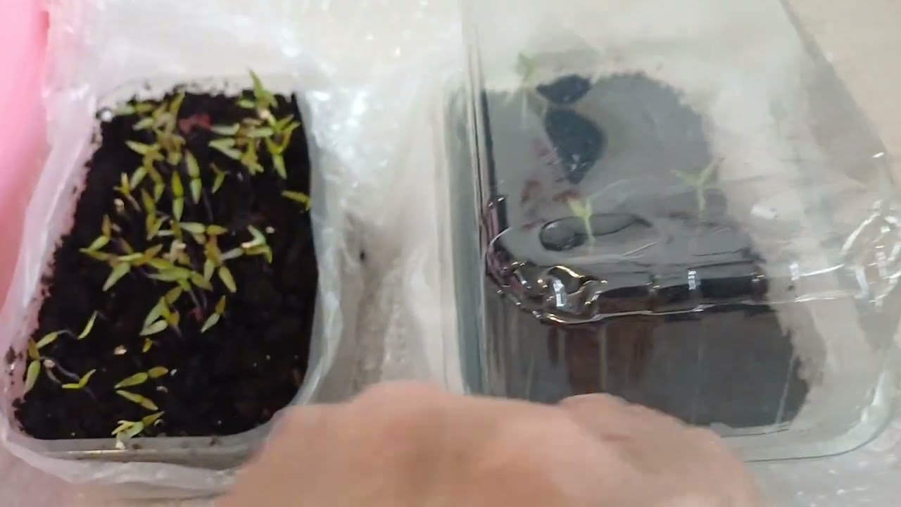 নিজের  বাগানের  বীজ  ও কেনা বীজ  জার্মনেশনের তফাত  ও পরিচর্যা ।🌶🌶🍆🍆