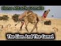 Lion Vs Camel Biggest Fight Caught On Camera The Lions Attack On Camels Wildlife 