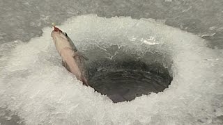 Pescar hoinar - pescuit la copcă, pe gheaţa lacului Străuleşti