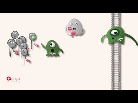 Ferroptosis - arigo minifilm - video from Arigo biolaboratories