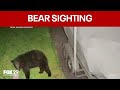 Bear sightings spark concern in Chester County neighborhood