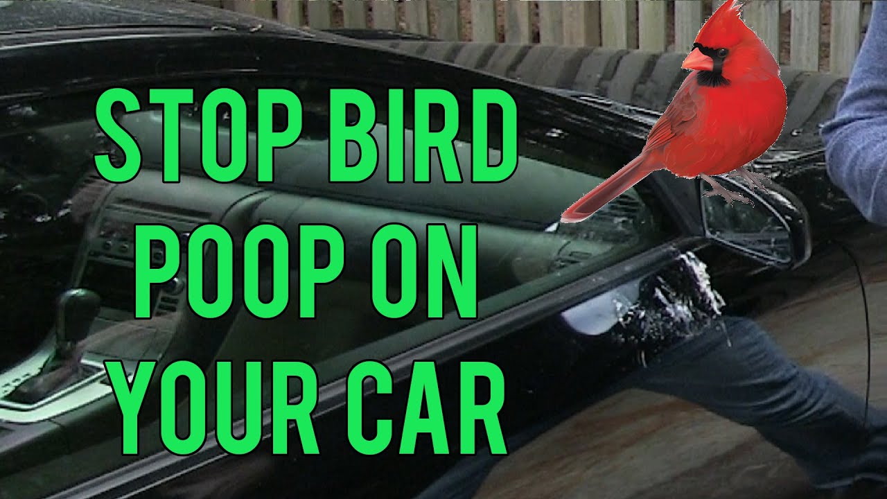 How to Remove Bird Poop On Car: The SAFEST Methods 🐦