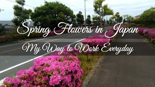 EP. #48: Spring Flowers in Japan 2022 | My Everyday Way to Work | Kawaii Gerkenz🇯🇵🇵🇭