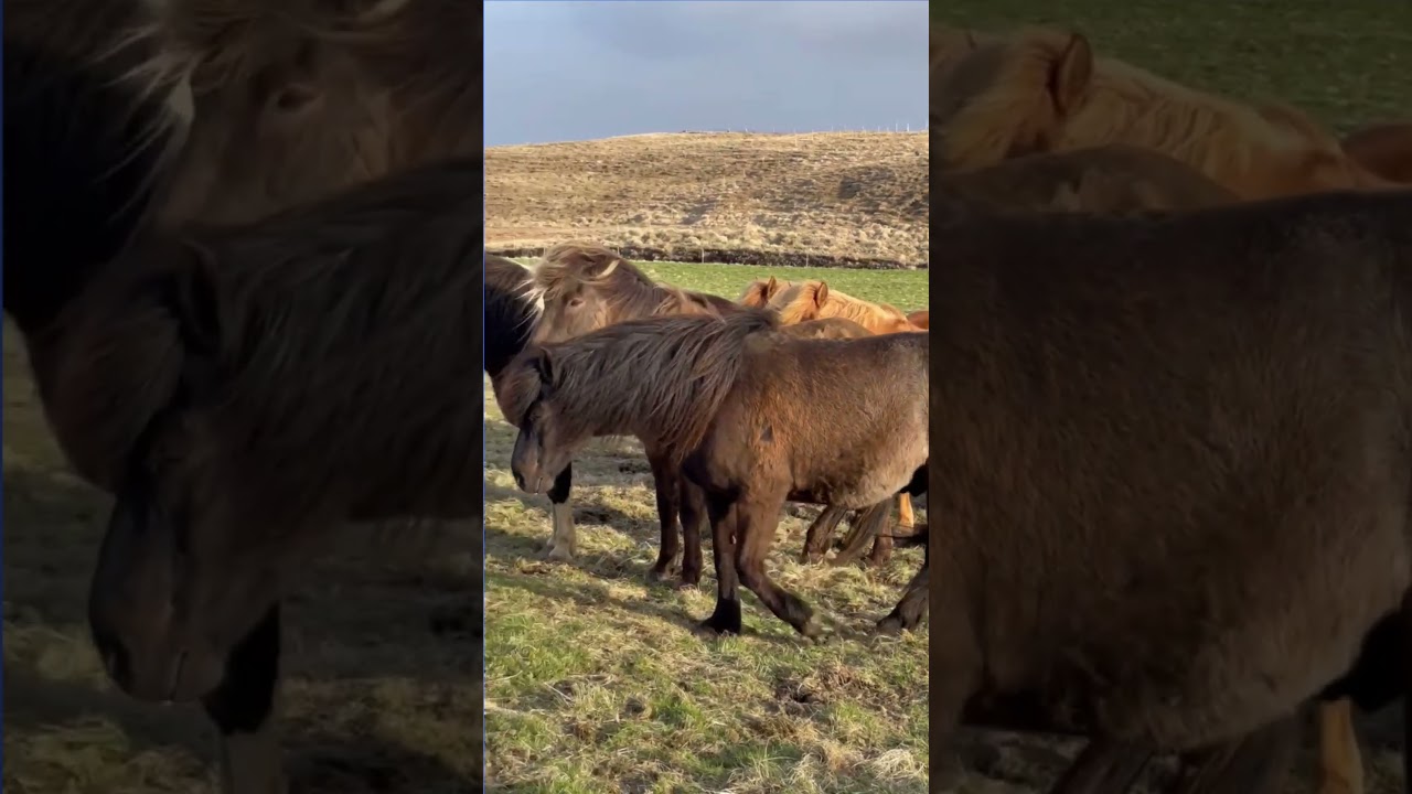 Horses On A VERY Windy Day ! 🇮🇸🐴 