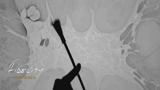 Yeşil Başlı Gövel Ördek - Fidelity Uçç - Fidelity Symphonics