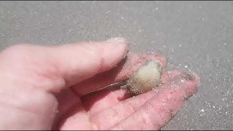 trải nghiệm bắt nghêu biển tại đồi nhái Vũng Tàu