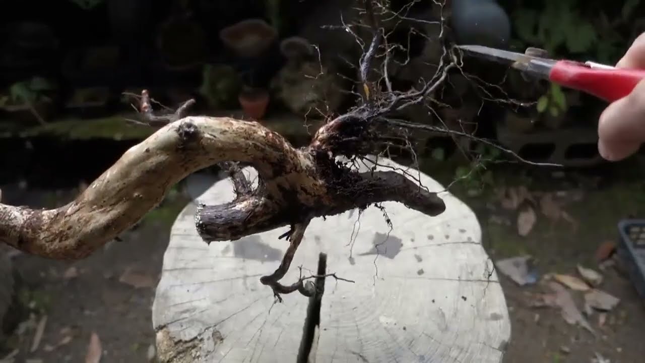 YAMADORI Bonsai Whole process YouTube