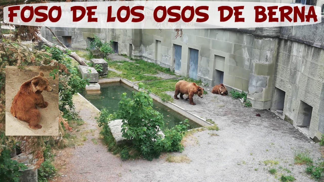 El foso de LOS OSOS de Berna, Suiza.