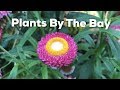 Plants By The Bay Compilation