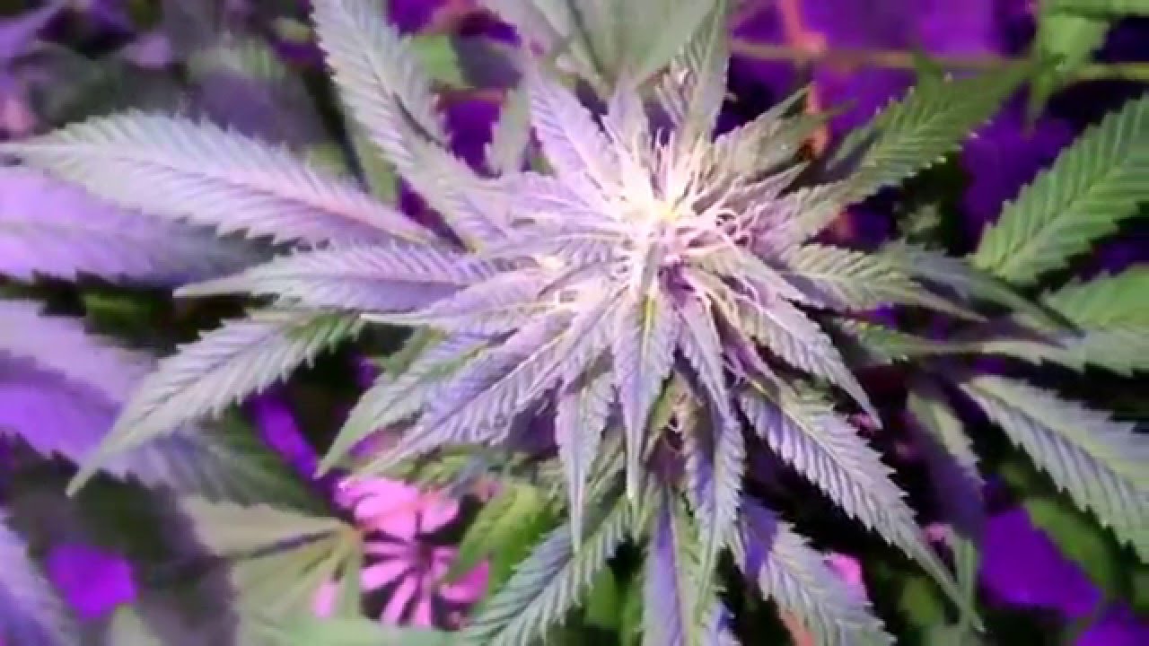 Phone Homie presents Hippy Horoscopes January - CANNABIS IN CAPRICORN