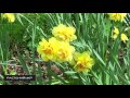 Нарцисс посадка и уход / Садовые цветы
