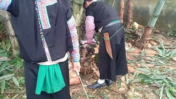 Phương thức đi chặt cây nêu cho lễ hội