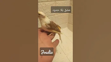 عشق غرام حب وغزل كناري ماشاءالله شكرا لكم على المشاهدة شكرا Sorts For Y 