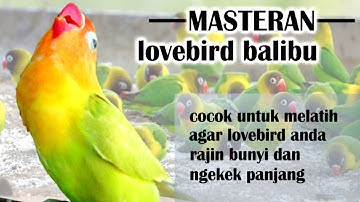 Masteran Lovebird Balibu Durasi Panjang