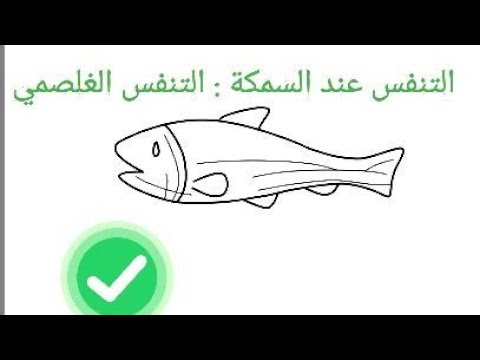 التنفس عند السمكة النفس الغلصمي سنة رابعة التنفس عند بعض الحيوانات الغلاصم عند السمكة