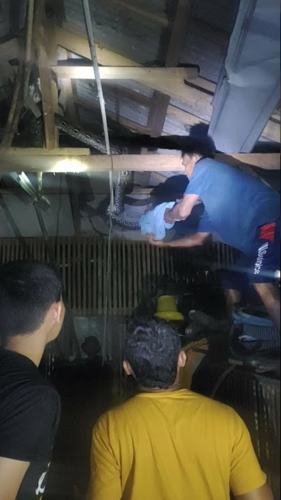 bangsat ayam kena batunya