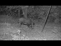 Hunting Hogs At Night! Tips & Tricks
