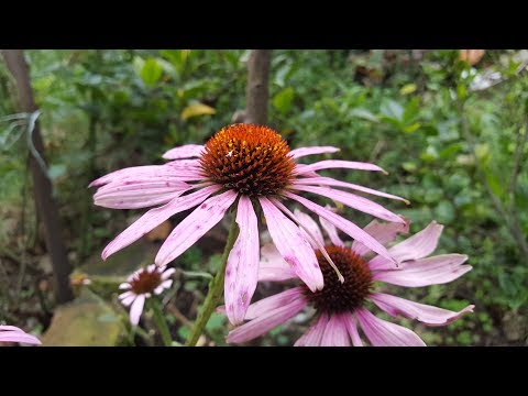 Video: Por Qué Plantar Echinacea Purpurea (Rudbeckia)