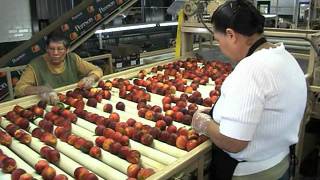 Georgia's Peach Crop Looking Good