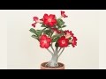 Desert rose plant how to grow desert rose and adeniums