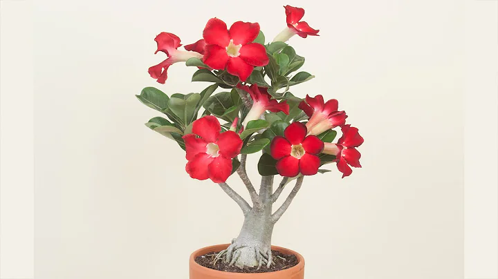 Desert Rose Plant: How to Grow Desert Rose and Adeniums - DayDayNews