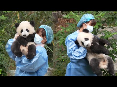 2026.09.22最最欢乐的收猫，奶妈给坚持到最后的游客发福利展示小崽，全程沸腾了，最可爱小崽和最萌奶妈