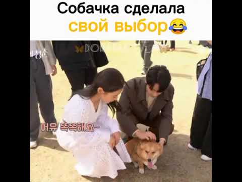 Собачка сделала свой выбор😂/За кадром дорамы:Майская юность.