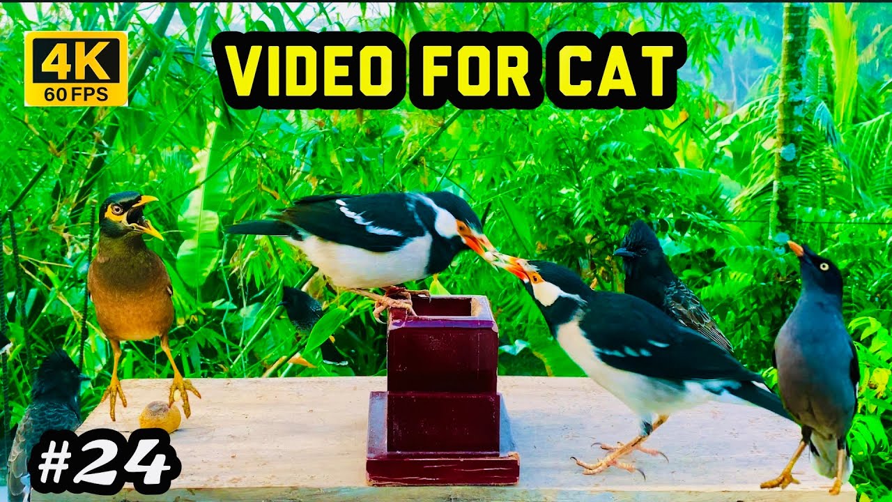 OFF DAY with My Cat 🐈 Cat Channel Birds 🦜 Cat Videos of Birds 🐦‍⬛ CAT