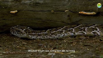 Rắn lục Gaboon – Sát thủ thầm lặng trong rừng rậm châu Phi | Kẻ có răng nanh dài nhất thế giới