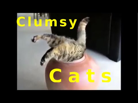 Clumsy Cat Gets Head Stuck In Plastic Bag | CatNips | Doovi