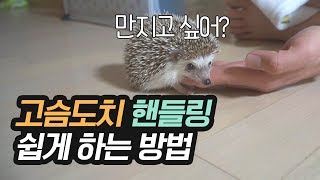 고슴도치 핸들링 쉽게 하는 방법