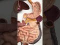 BIOL 105 Flat Digestive System Model