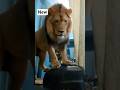 Lion roar